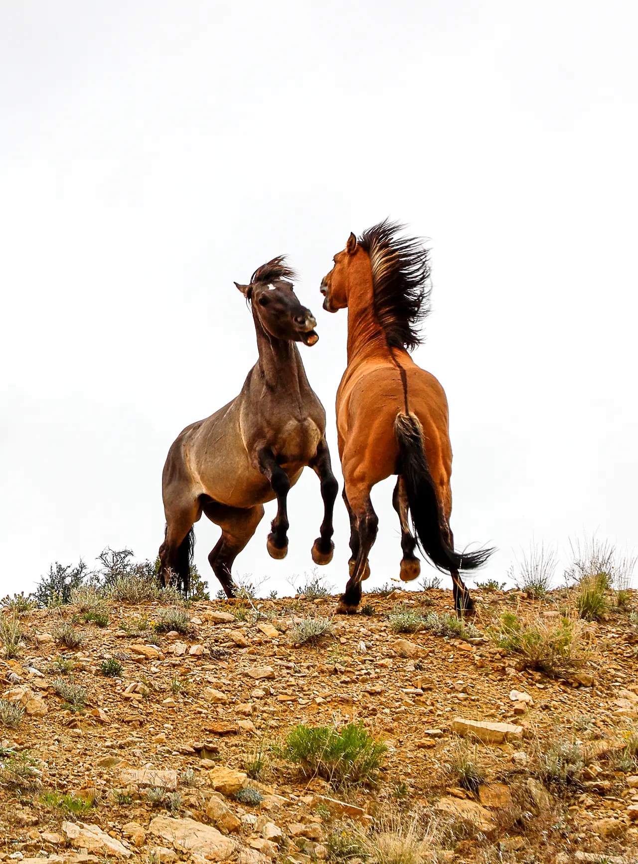 Majestic view of two wild mustangs not far from Lovell Wyoming