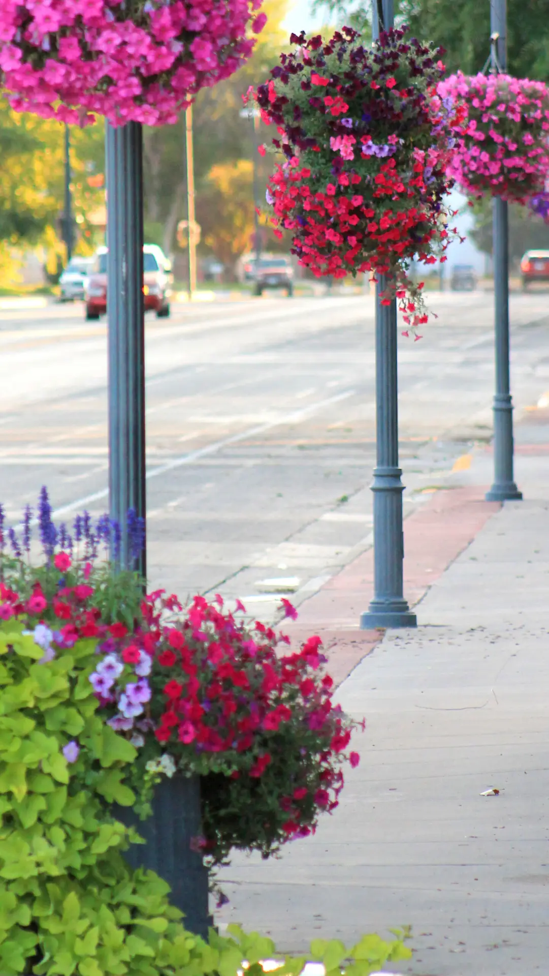 Flower baskets hanging in downtown Lovell